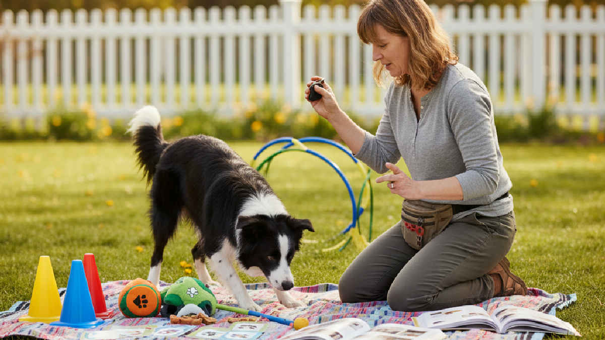 border collie - Escolhendo os Truques Certos e Métodos de Ensino